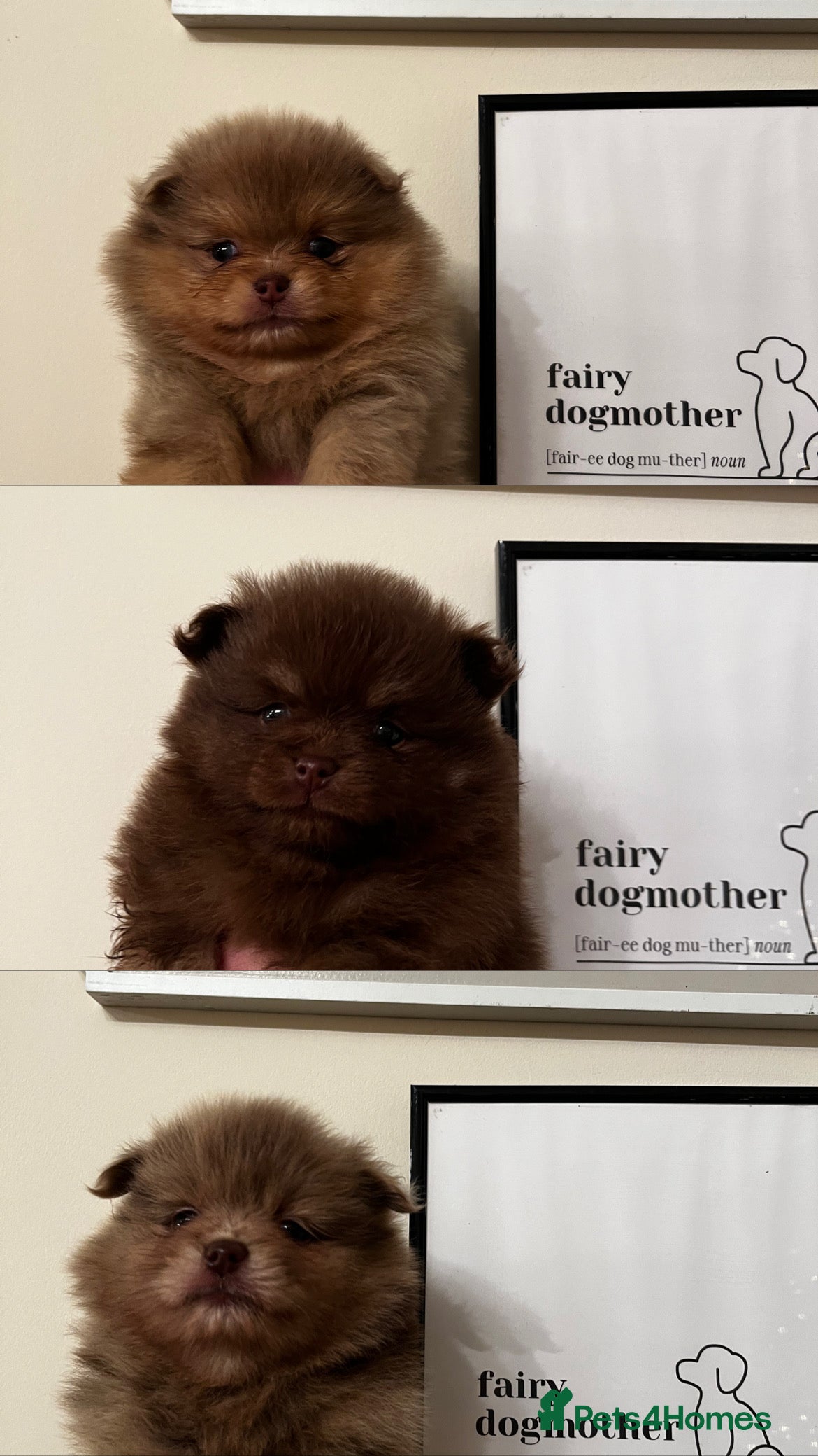Pomeranian dogs Fluffy Pomeranian puppy’s MERLE & CHOCOLATE - Advert 11