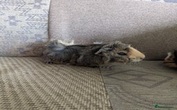 Guinea Pig rodents for sale: Guinea pig babies for sale  - Image 13
