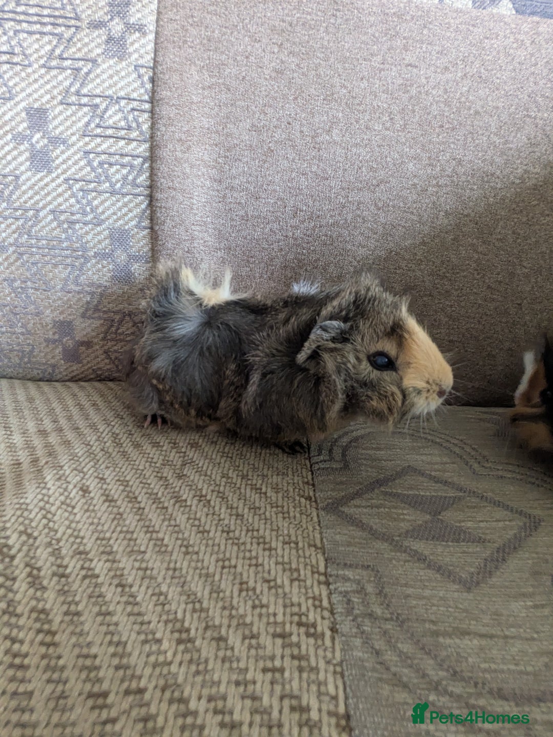 Guinea Pig rodents for sale: Guinea pig babies for sale  - Image 13