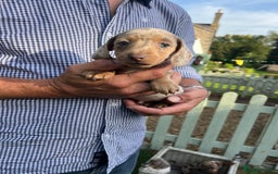 Miniature Dachshund dogs for sale: READY NOW Miniature Daschund puppies  - Image 1