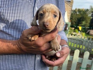 Miniature Dachshund dogs - Advert 13