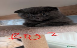 Scottish Fold cats for sale: Scottish fold kittens - Image 3