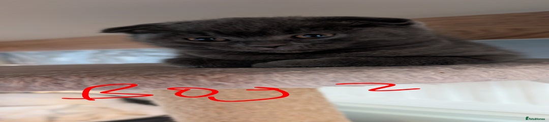 Scottish Fold Kitten 2