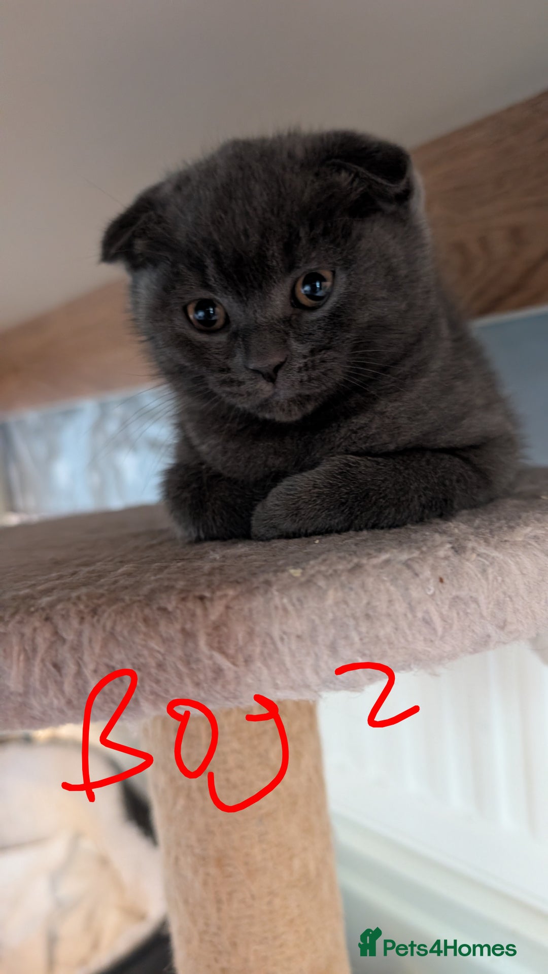 Scottish Fold cats for sale: Scottish fold kittens - Image 3