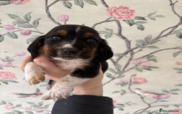 Basset Hound dogs for sale: Bassett hound puppies  - Advert 17