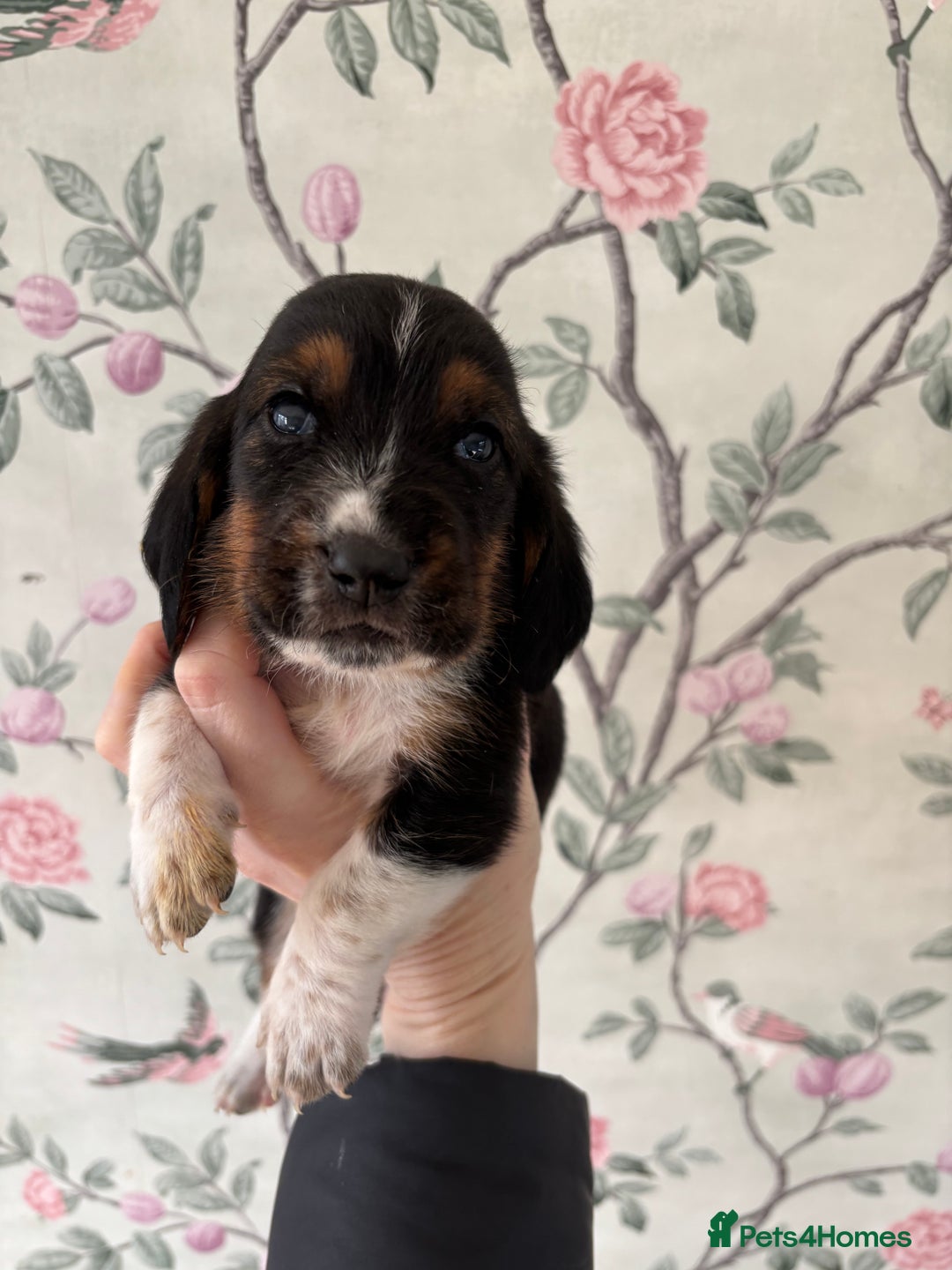 Basset Hound dogs for sale: Bassett hound puppies  - Advert 17