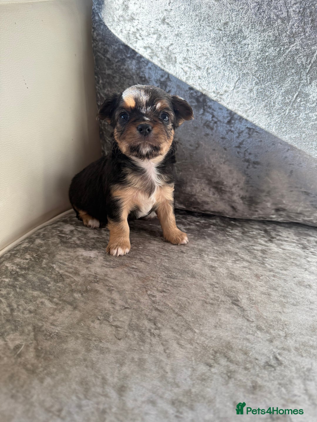 Chihuahua dogs for sale: Exquisite Chihuahua puppies ready now  - Image 5