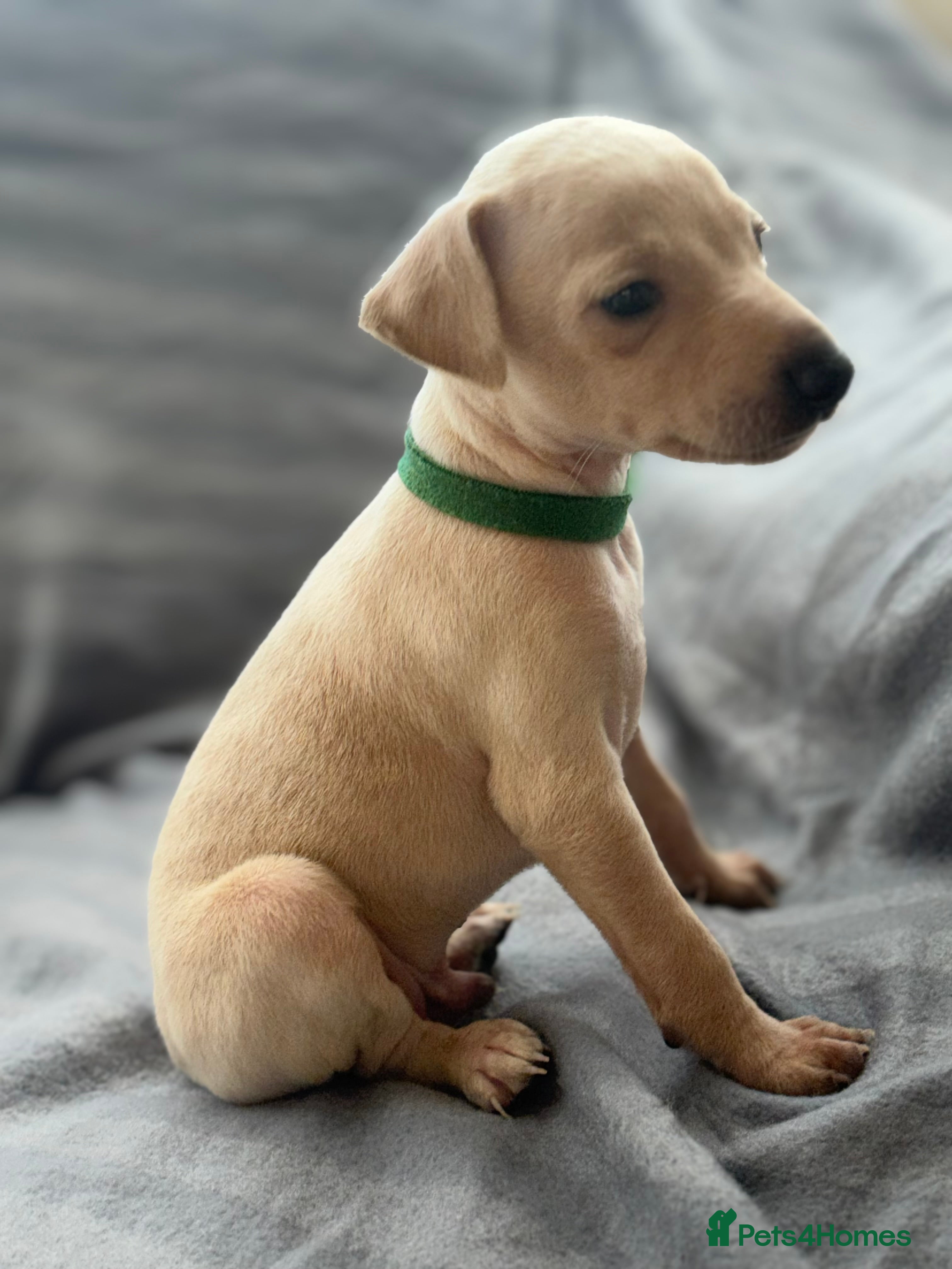 Italian Greyhound dogs Kc Italian greyhound puppies  loving homes wanted  - Advert 3