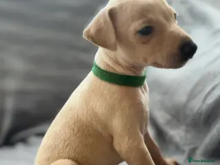 Italian Greyhound dogs Kc Italian greyhound puppies loving homes wanted - Advert 3