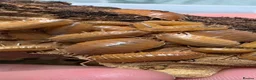 Isopods invertebrates for sale: GAINT ORANGE ISOPODS 🍊  - Advert 3