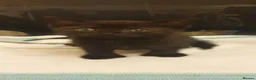 British Shorthair cats for sale: Tabby kittens  - Advert 9
