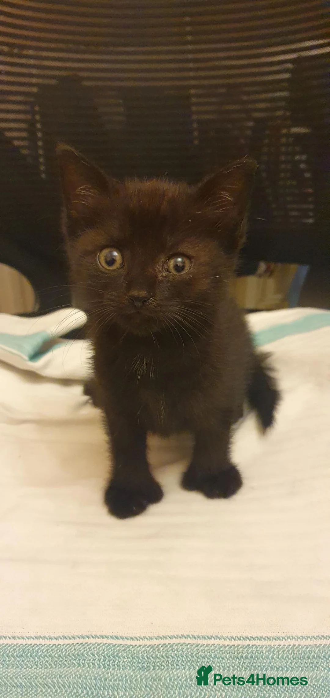 British Shorthair cats for sale: Tabby kittens  - Advert 9
