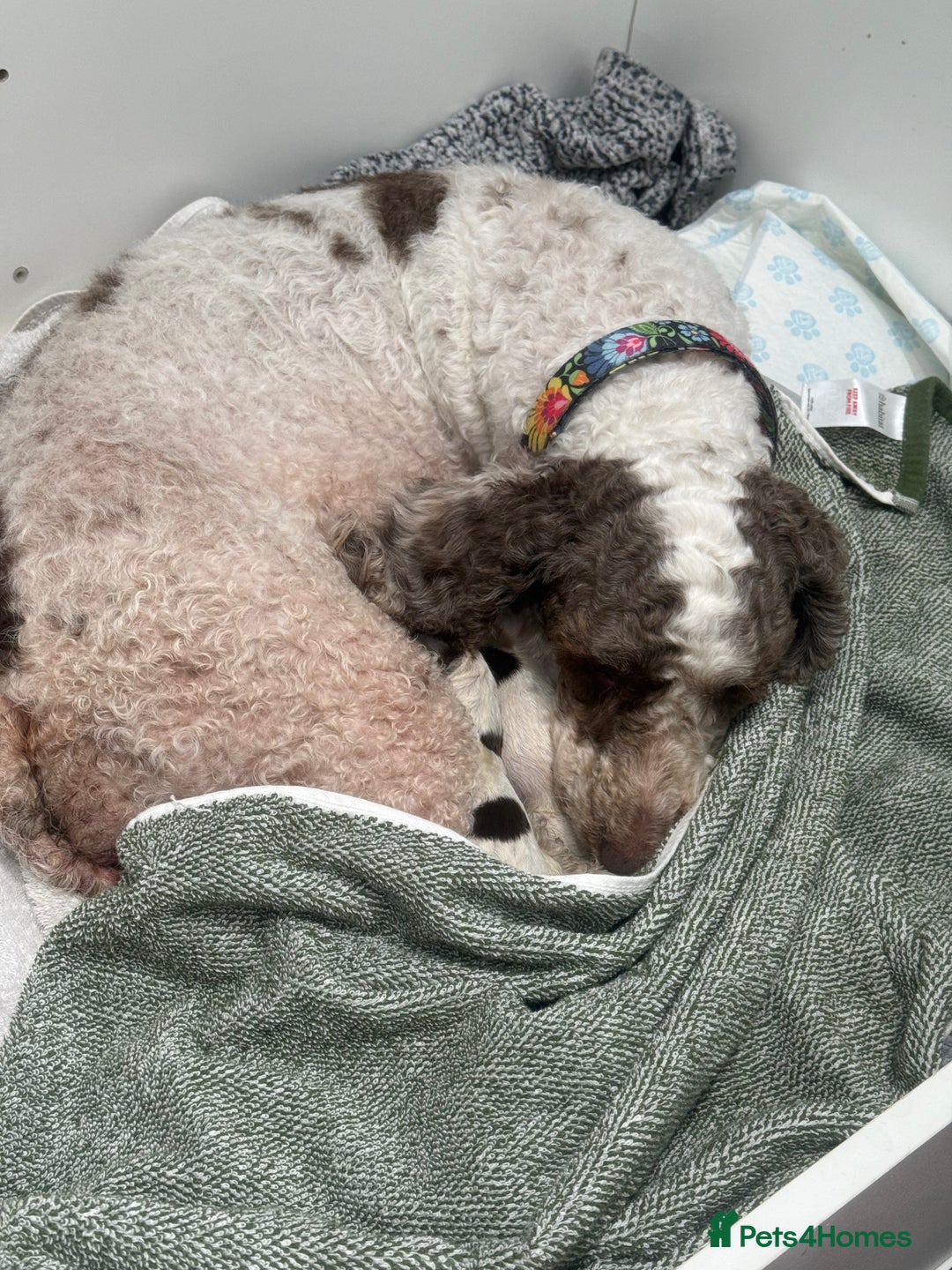 Mixed Breed dogs for sale: Cockapoo puppies  - Image 3