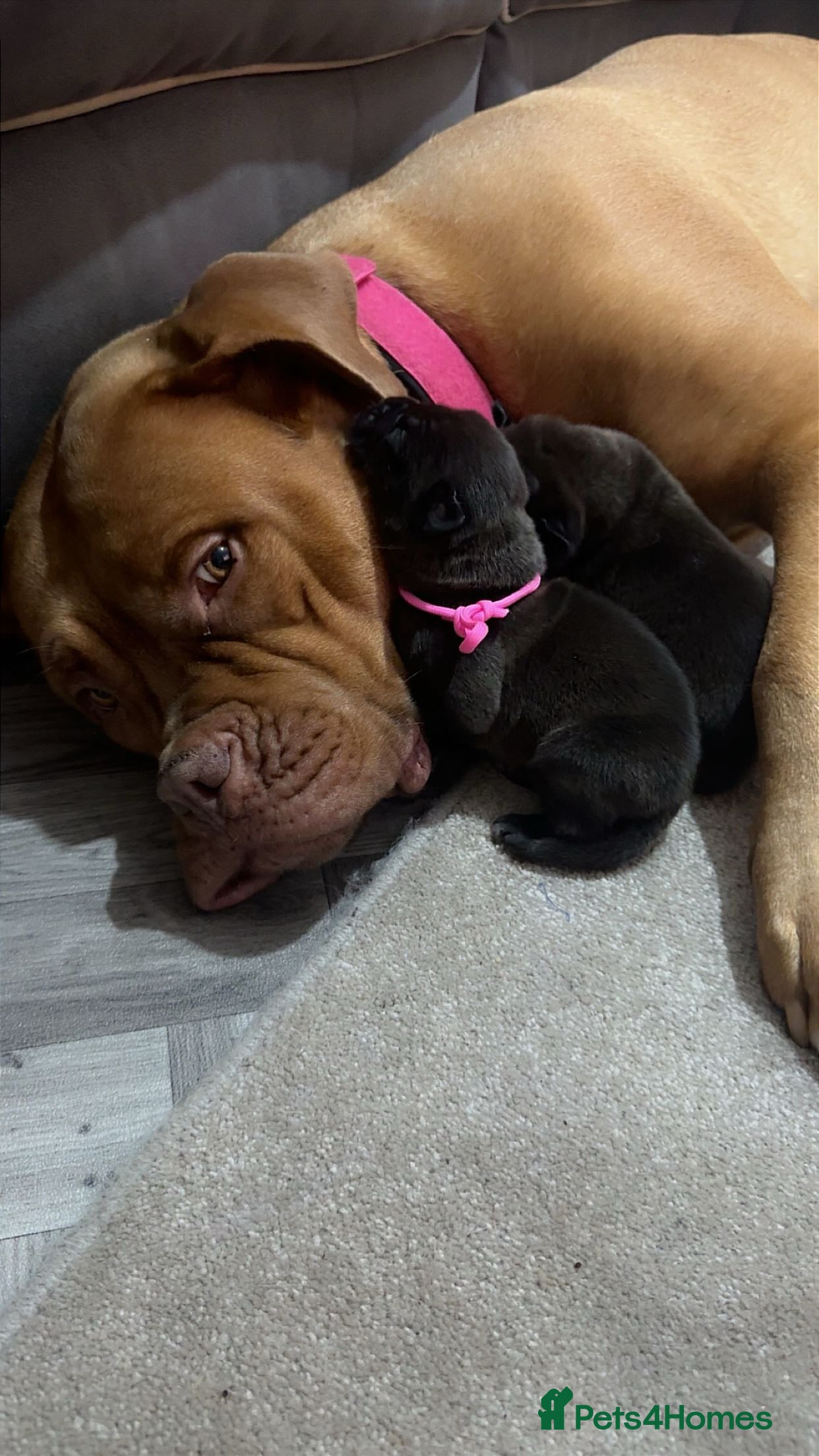 Mixed Breed dogs 2 dogue de Bordeaux x cane corso puppies - Advert 10