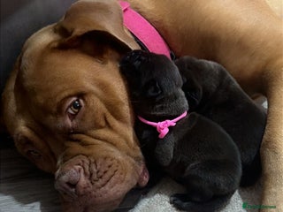 Mixed Breed dogs 2 dogue de Bordeaux x cane corso puppies - Advert 4