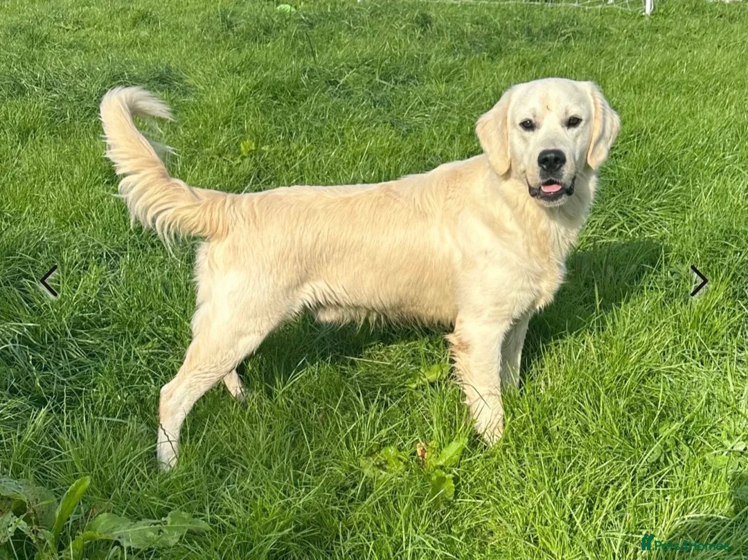 Golden Retriever dogs for sale: Kc golden retriever puppies,health tested parents  - Advert 21