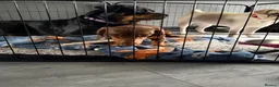 Dachshund dogs for sale: Dashcund pup - Advert 3