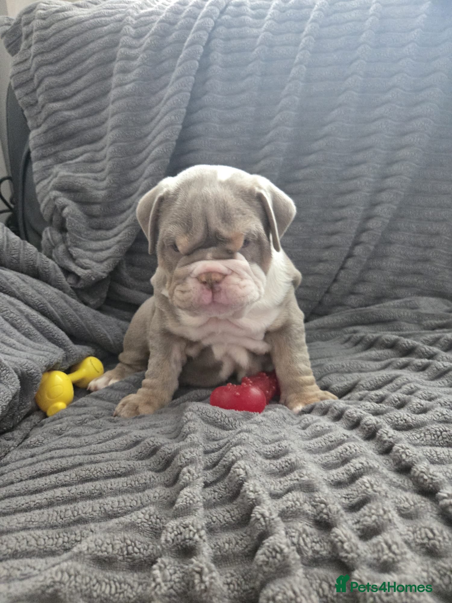 English Bulldog dogs English Bulldogs ready to leave! - Advert 1