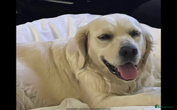 Golden Retriever dogs for sale: KC Reg show line golden female  - Image 1