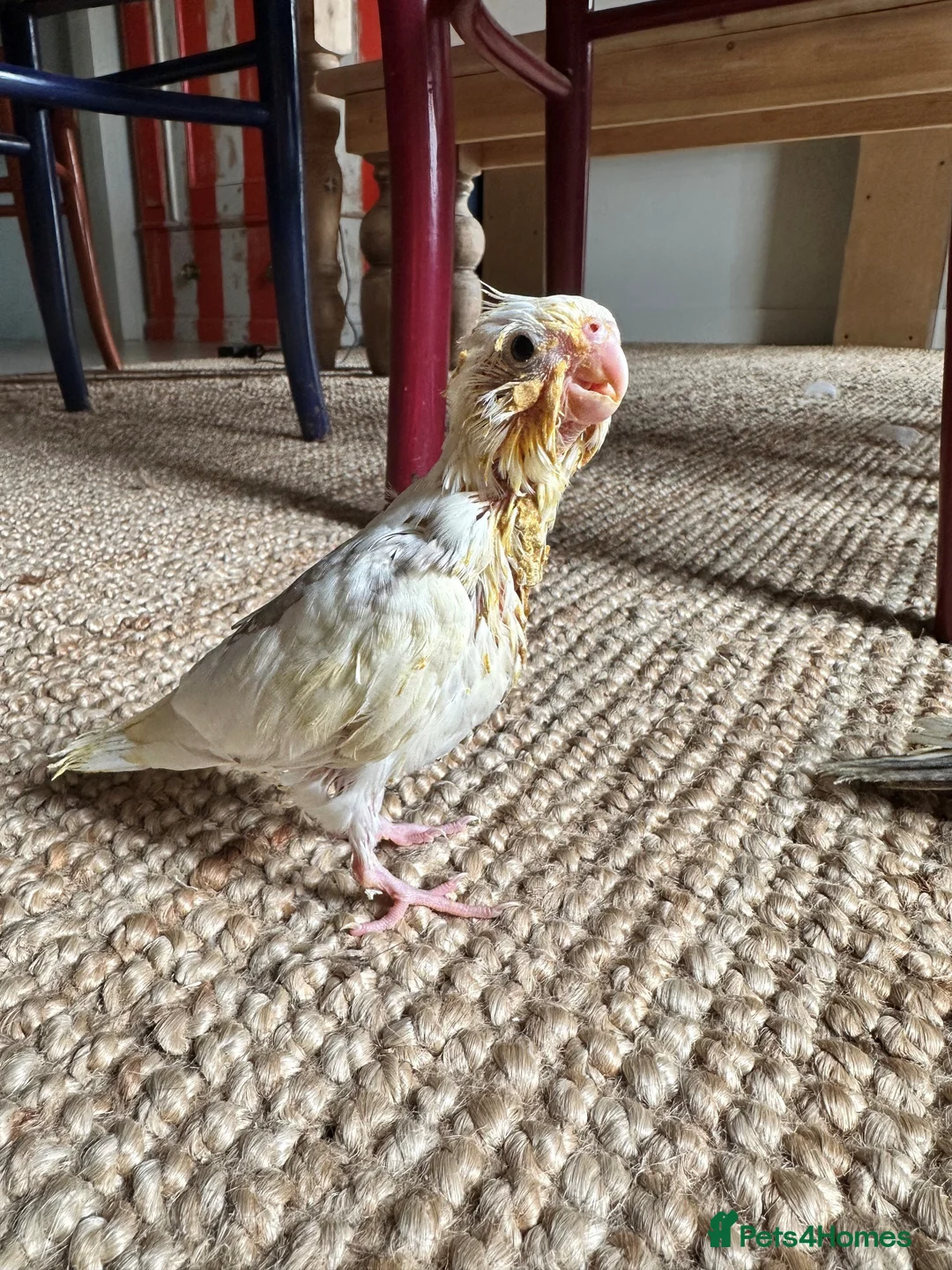 Cockatiels birds for sale: Hand Reared Baby Cockatiels - Advert 2