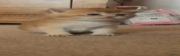 British Shorthair cats for sale: GCCF NY12 GOLDEN and GOLDEN COLOURPOINT KITTENS - Advert 4