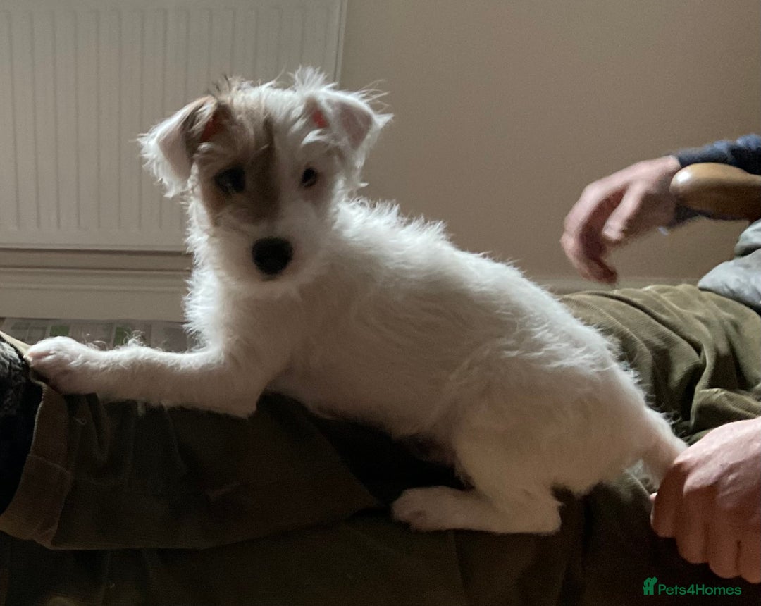 Parson Russell dogs for sale: Gorgeous Parson Russell Boy Puppy - Advert 8