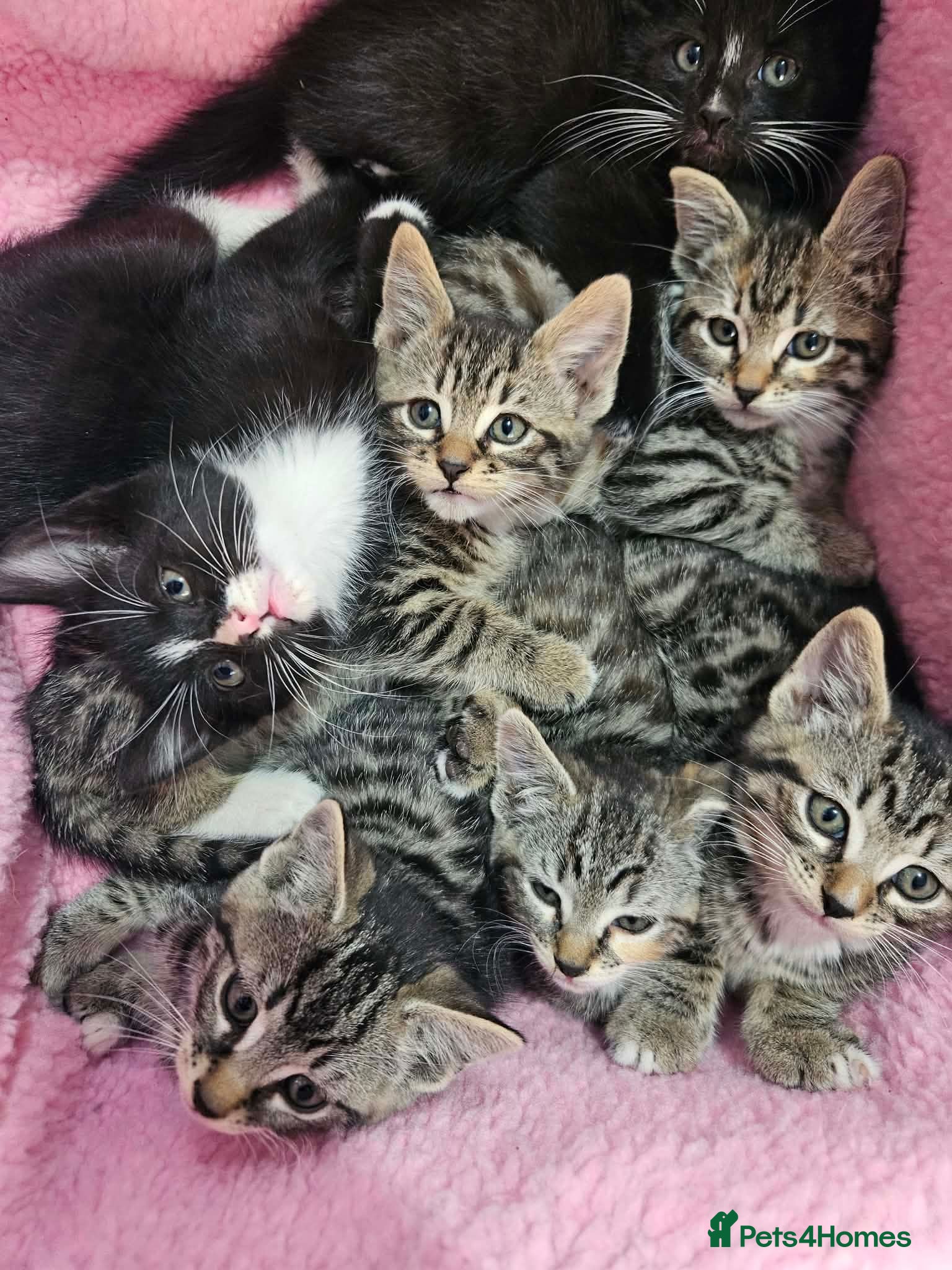 Domestic Shorthair cats Domestic Shorthair cats - Advert 2