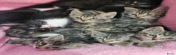Domestic Shorthair cats for sale: Domestic Shorthair cats in London - Advert 1