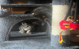 Mixed Breed cats for sale: 6 playful kittens - Image 10