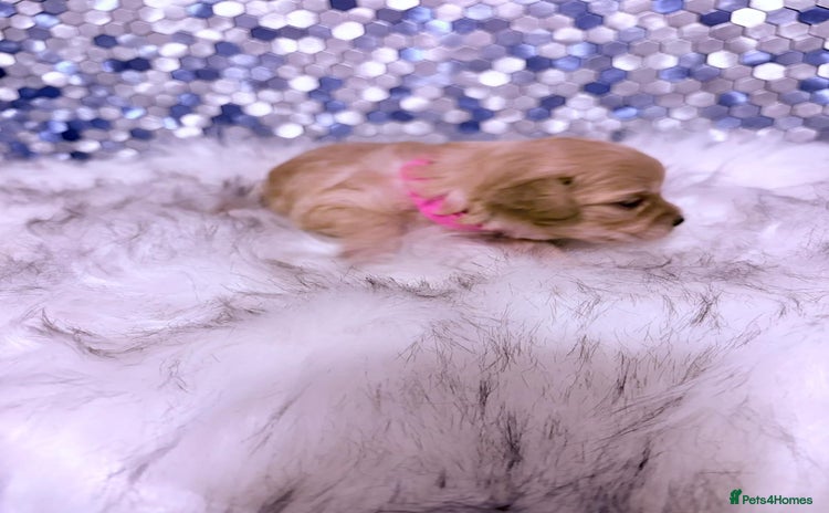 Maltipoo dogs - Advert 5