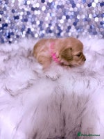 Maltipoo dogs - Advert 4