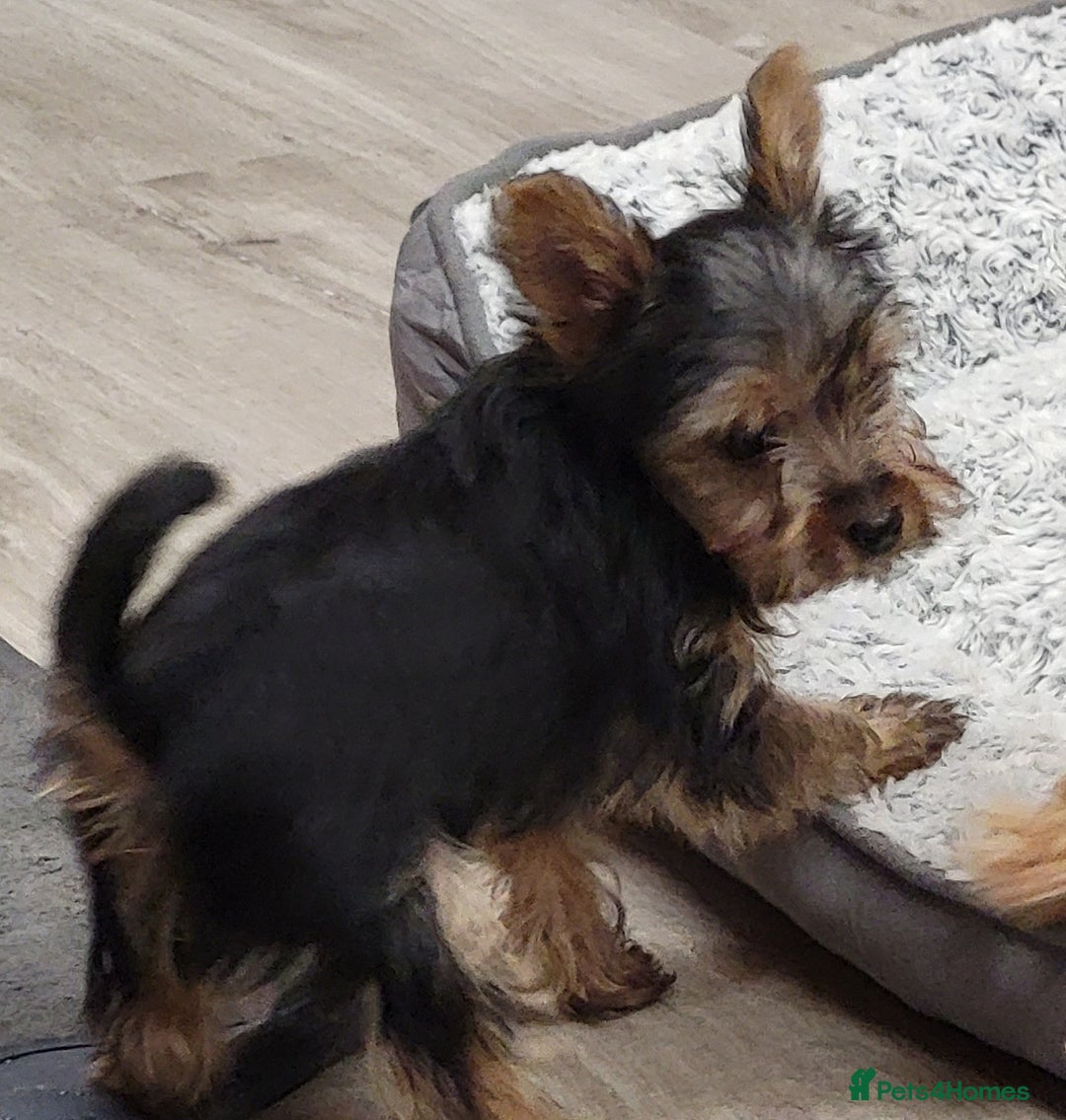 Yorkshire Terrier dogs for sale: Yorkshire Terriers puppies from Licensed Breeder  - Advert 4