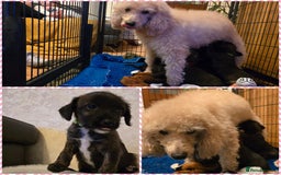 Mixed Breed dogs for sale: Italianpoos - Advert 11
