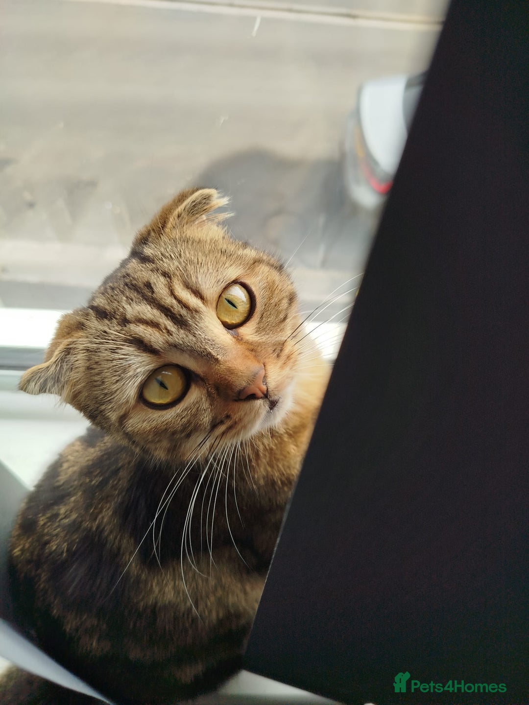 Scottish Fold cats for sale: Do I look cute 🥰 - Advert 3