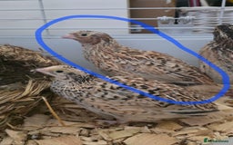 Quail poultry for sale: Golden Italian Cortunix Quail - Image 1