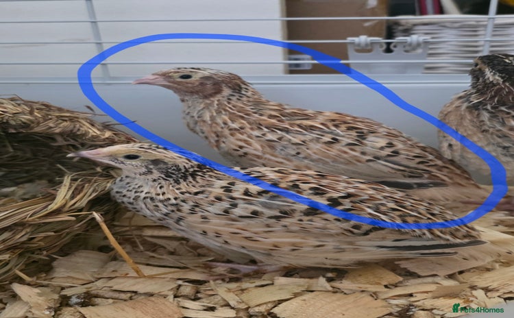 Quail poultry - Advert 1