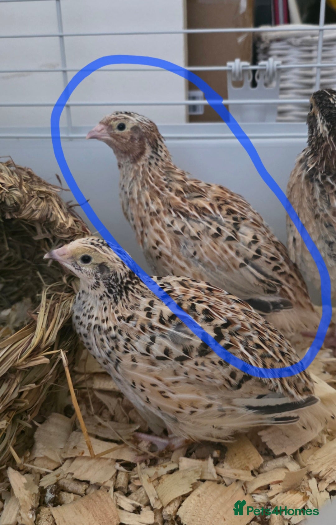 Quail poultry for sale: Golden Italian Cortunix Quail - Image 1