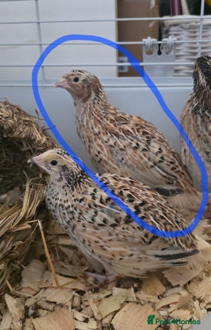 Quail poultry - Advert 12
