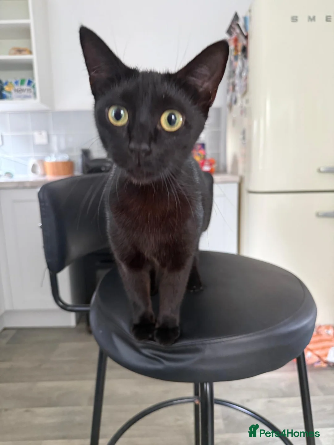 Mixed Breed cats for sale: must go to loving homes - Advert 1