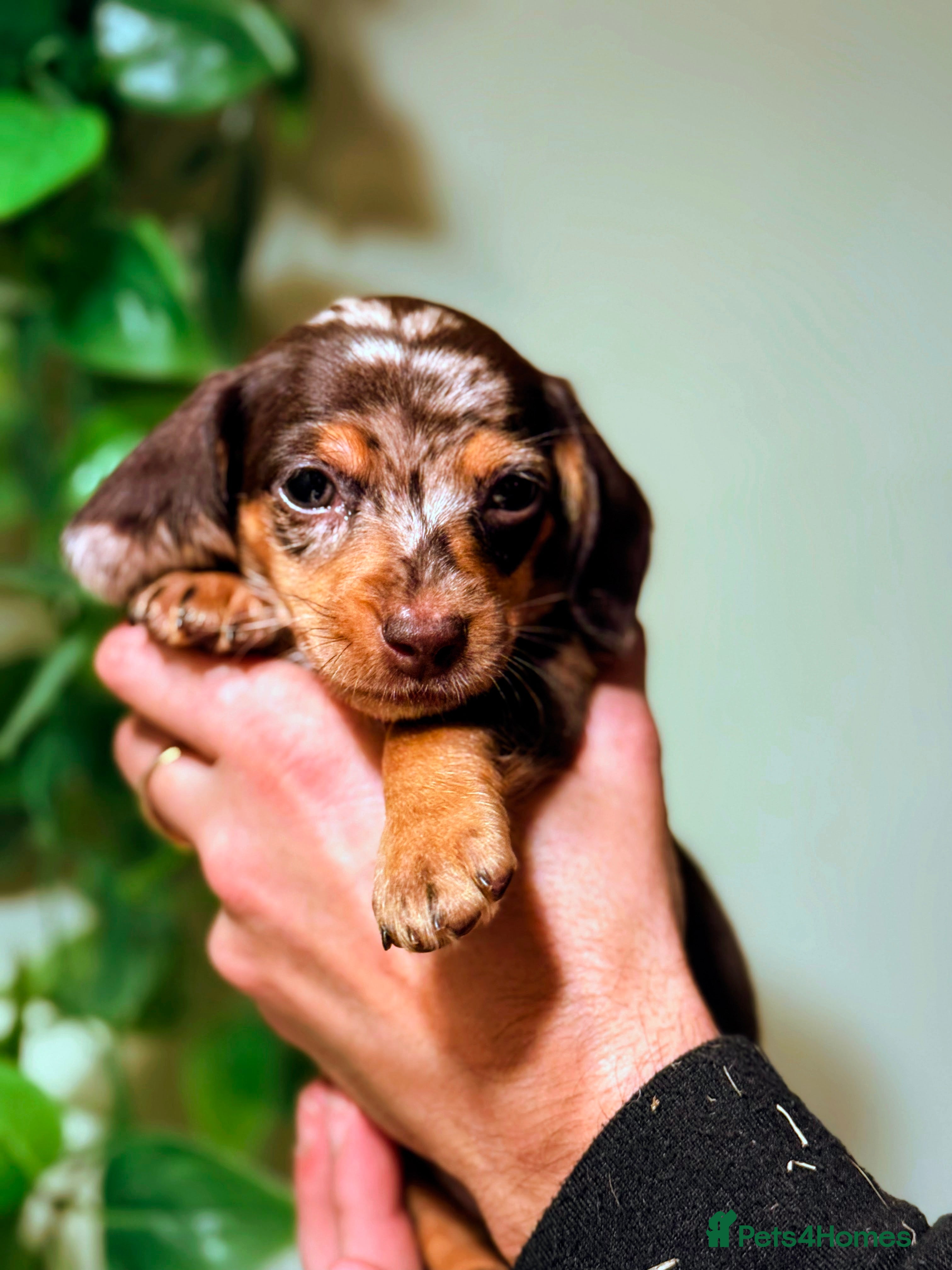Miniature Dachshund dogs ⚜️Charming Little Puppies ⚜️ - Advert 5