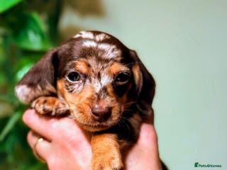 Miniature Dachshund dogs ⚜️Charming Little Puppies ⚜️ - Advert 5