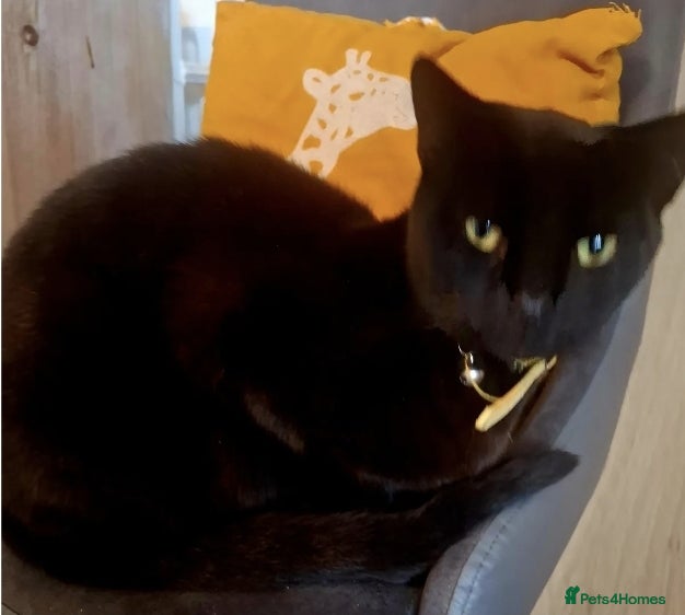 Mixed Breed cats Sweet Indoor Girl Searching for Her Forever Home - Advert 8