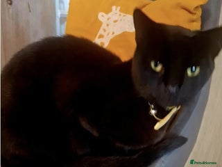 Mixed Breed cats Sweet Indoor Girl Searching for Her Forever Home - Advert 7