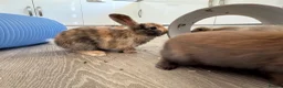 Mini Lop rabbits for sale: 13 baby bunnies -two litters ready mid-end of July - Advert 16