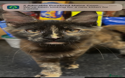 Maine Coon cats for sale:  2 beautiful maine coon kittens left - Image 12