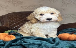 Cockapoo dogs for sale: Pedro f1 cockapoo  - Image 8