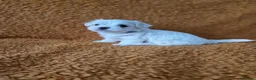Maltese dogs for sale: Beautiful Maltese Boy PuppiesReadyFrom15thOctober  - Advert 4