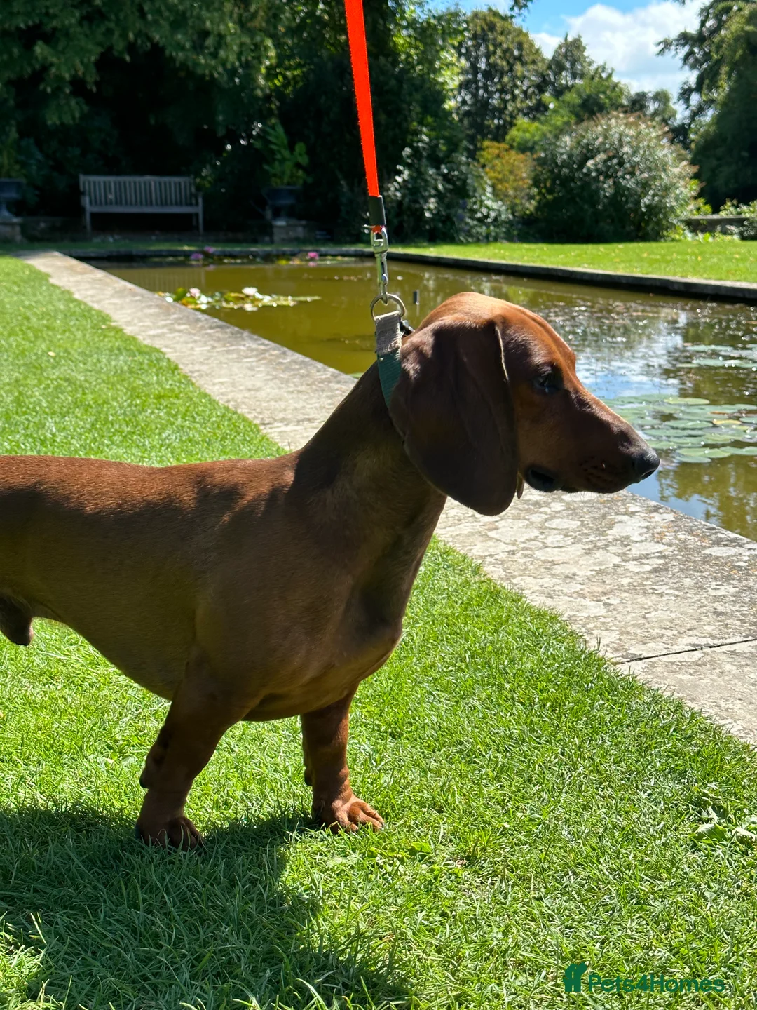 Dachshund dogs for stud: KC Standard smooth red hair dachshund  stud in Banbury - Advert 8
