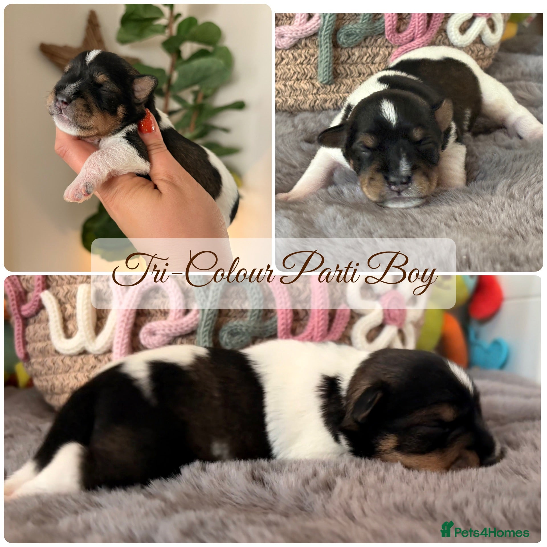 Miniature Schnauzer dogs 5⭐️KC Chocolate Wheaten Black Parti Mini Schnazuer - Advert 9