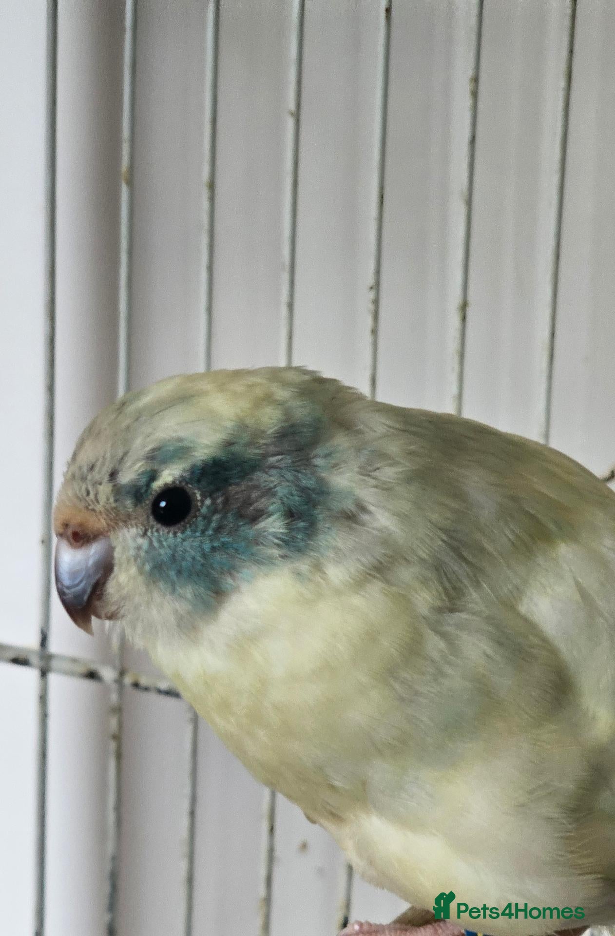 Parakeets birds Kakariki hen - Advert 15
